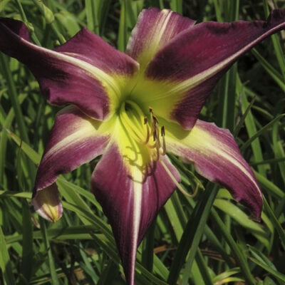 Spider variety: 'Peacock Maiden'