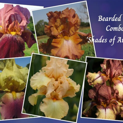 Iris Combo 5: Four Seasons Collection - 'Shades of Autumn'