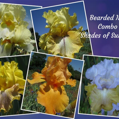 Iris Combo: Four Seasons Collection - 'Shades of Summer'