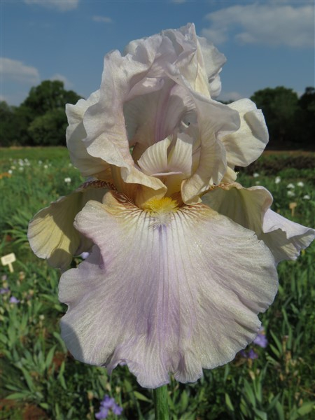 - Cheaper by the Dozen!! Bearded Iris Combo - Image 3