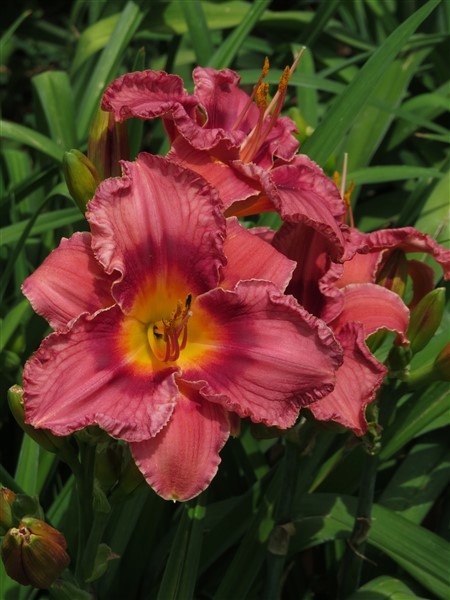 Orchard Girl - Image 2