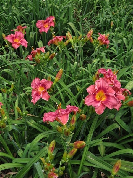 Orchard Girl - Image 3