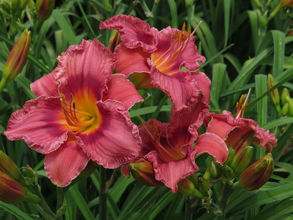 Orchard Girl - Image 4