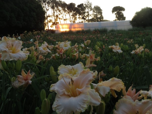 Victorian Lace - Image 4