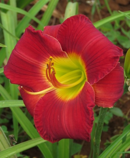 Small Garden Daylily Combo - 7 Different Varieties - Image 4