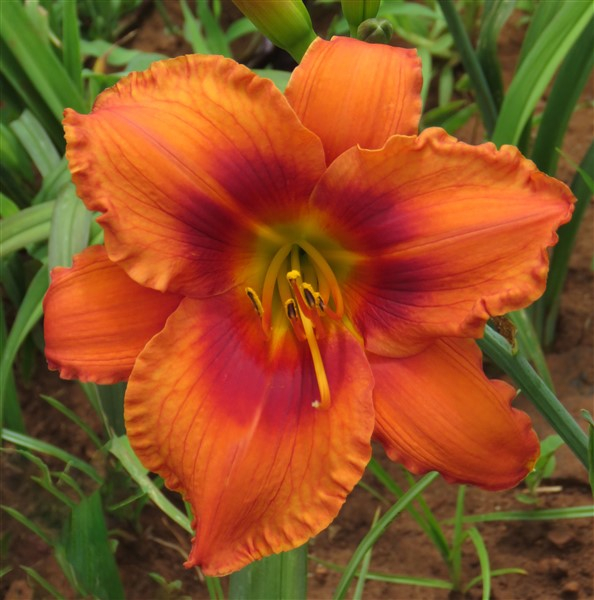 Small Garden Daylily Combo - 7 Different Varieties - Image 5