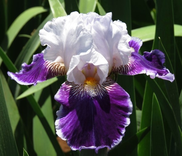 - Cheaper by the Dozen!! Bearded Iris Combo - Image 2