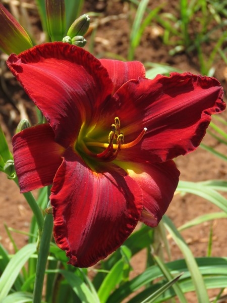 Vohann (The Ultimate Red) - Image 2