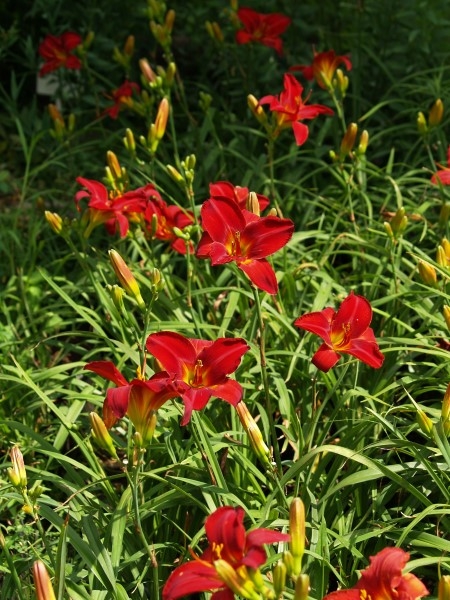 Vohann (The Ultimate Red) - Image 4