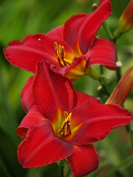 Vohann (The Ultimate Red) - Image 5