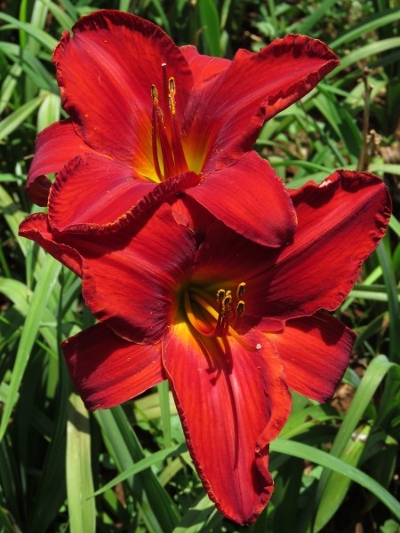 Vohann (The Ultimate Red)