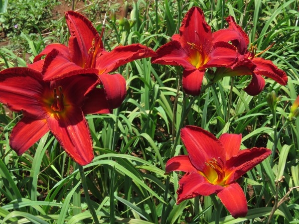 Vohann (The Ultimate Red) - Image 3