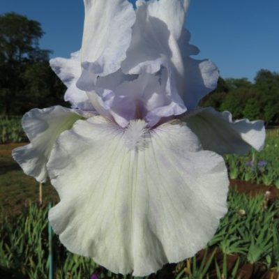 Silverado - Dykes Medal '94 (highest award)