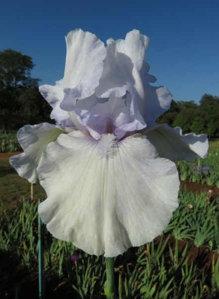 Iris Combo – 'Tranquility' - Image 6