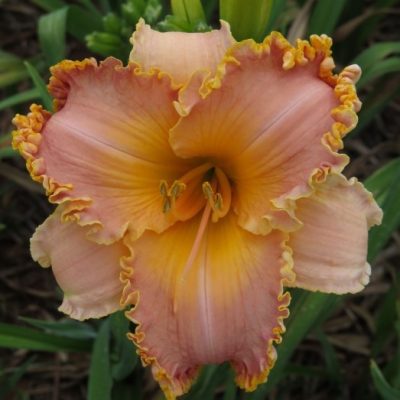 Spacecoast Starburst