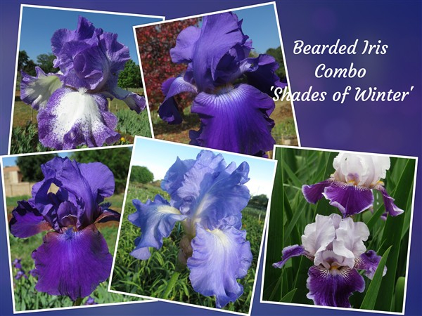 Iris Combo: Four Seasons Collection - 'Shades of Winter'
