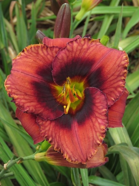 Small Garden Daylily Combo - 7 Different Varieties - Image 6