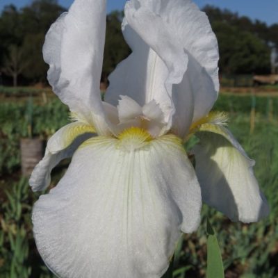 Whitey aka Florentina White