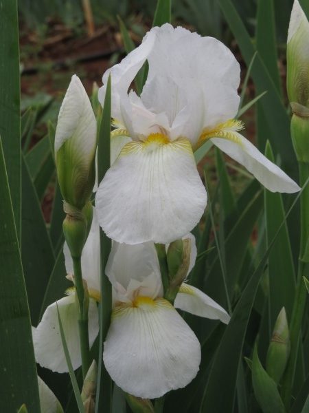 Iris Combo – 'Tranquility' - Image 3