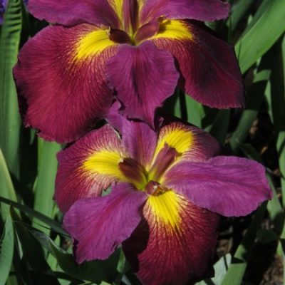 Louisiana Iris: Cajun Dome