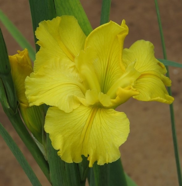 Louisiana Iris For Dad Mooiplaas Iris & Daylilies