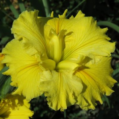 Louisiana Iris: For Dad