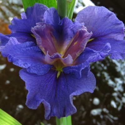 Louisiana Iris: Jacaranda Lad