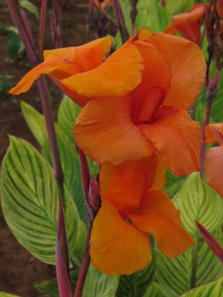 - Cheaper by the Dozen!! Canna Combo - Image 10