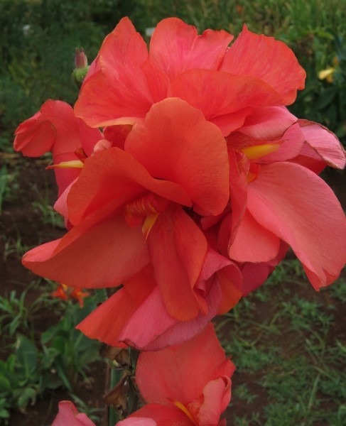 - Cheaper by the Dozen!! Canna Combo - Image 13