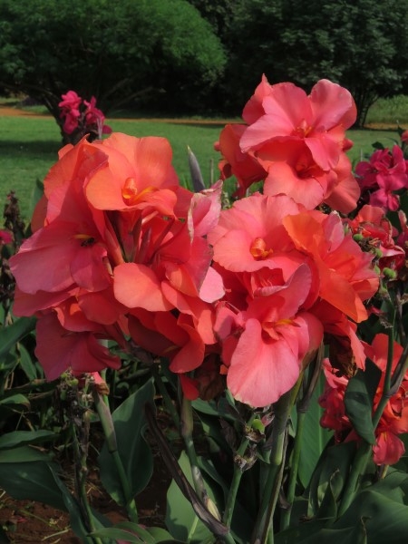 Canna - Watermelon - Image 2