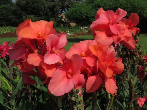 Canna - Watermelon - Image 3