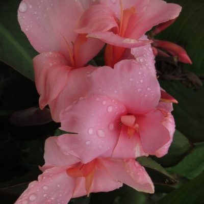 Canna - Twilight Tango