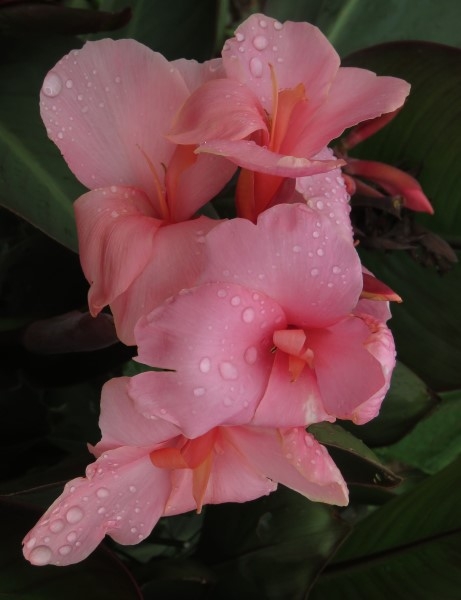 - Cheaper by the Dozen!! Canna Combo - Image 8