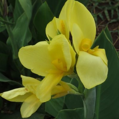 Canna - Canary Charm