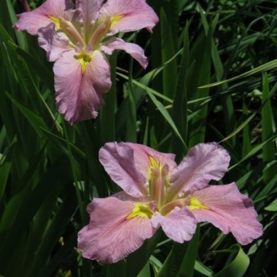 Louisiana Iris: Feliciana Hills
