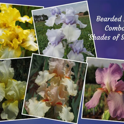 Iris Combo: Four Seasons Collection - 'Shades of Spring'