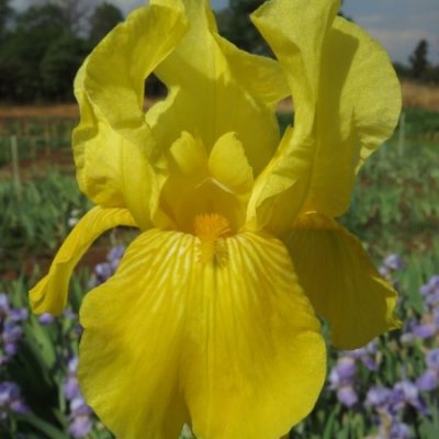 Amazing R100 Deals: Echo One - 3 Plants!