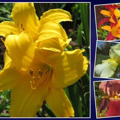 Econo Starter Pack - 4 varieties x 5 each plus bonus variety!