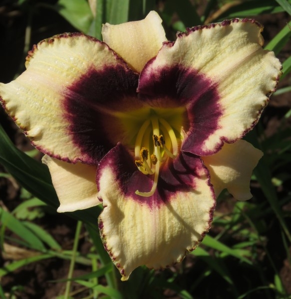 Small Garden Daylily Combo - 7 Different Varieties - Image 9