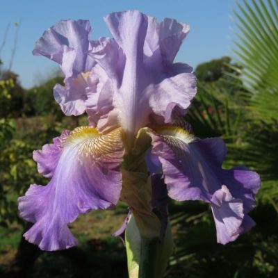 Highroad Lavender Lace