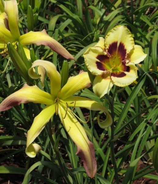 Spider variety: 'His Highness' (28cm in diameter)