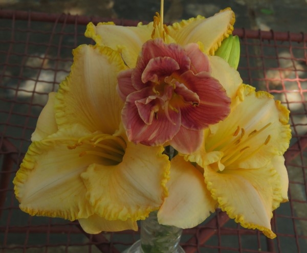 Amazing R100 Deals: Iddy Biddy Gal (miniature) – 3 plants! - Image 5