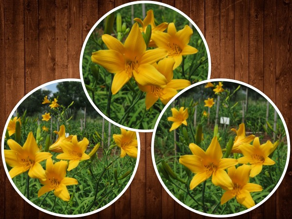 Amazing R100 Deals: Golden Dewdrop (miniature) - 'Super Saver' = 10 plants!
