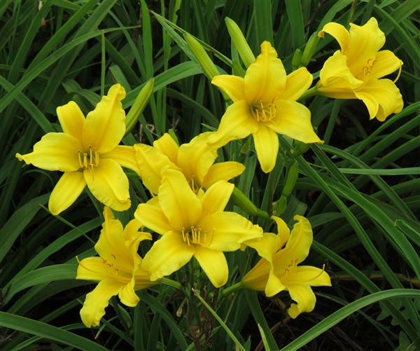 Amazing R100 Deals: Tex - 8 Plants - Image 4