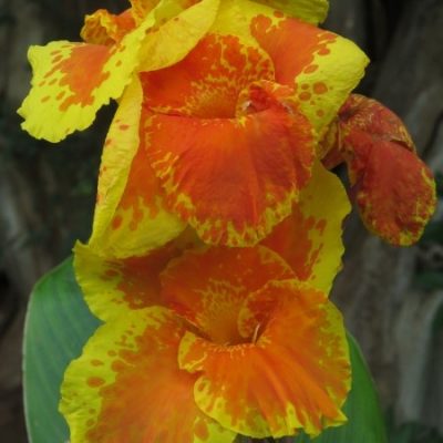 Canna - Italia