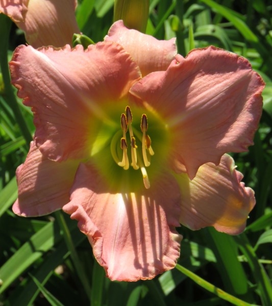 Dynasty Pink - Image 2
