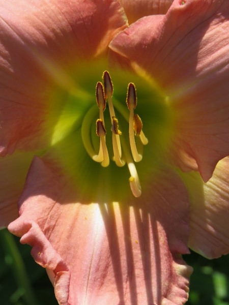 Dynasty Pink - Image 5