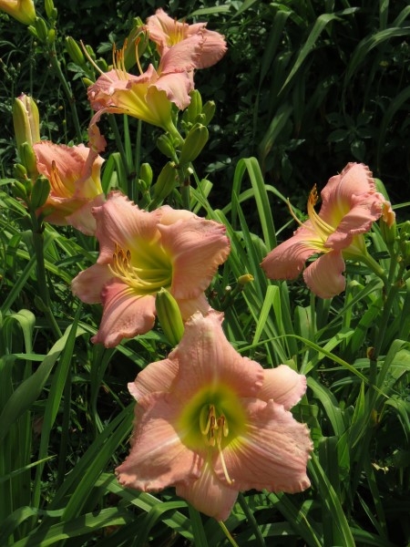 Dynasty Pink - Image 6