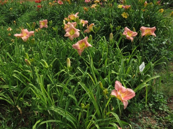Dynasty Pink - Image 4