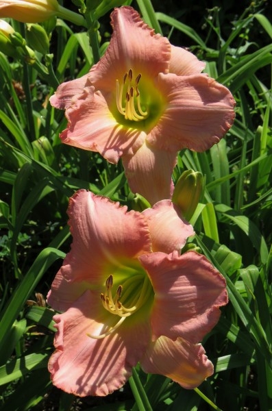 Dynasty Pink